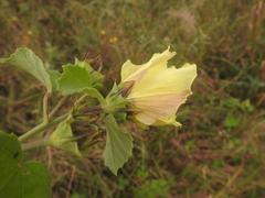Hibiscus vitifolius vitifolius