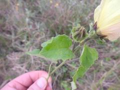Hibiscus vitifolius vitifolius