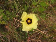 Hibiscus vitifolius vitifolius