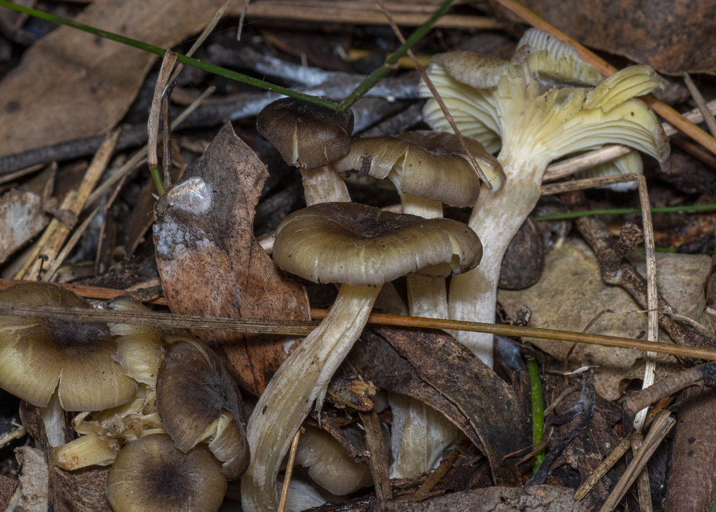 Fungi Including Lichens from Blanket Leaf Picnic area, Lorne, Victoria