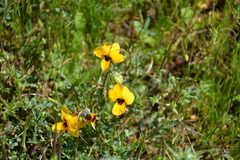 Viola douglasii