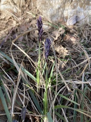 Sesleria