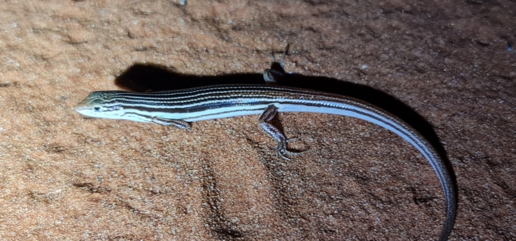 Orange-Tailed Finesnout Ctenotus