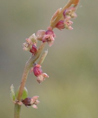 Gonocarpus aggregatus