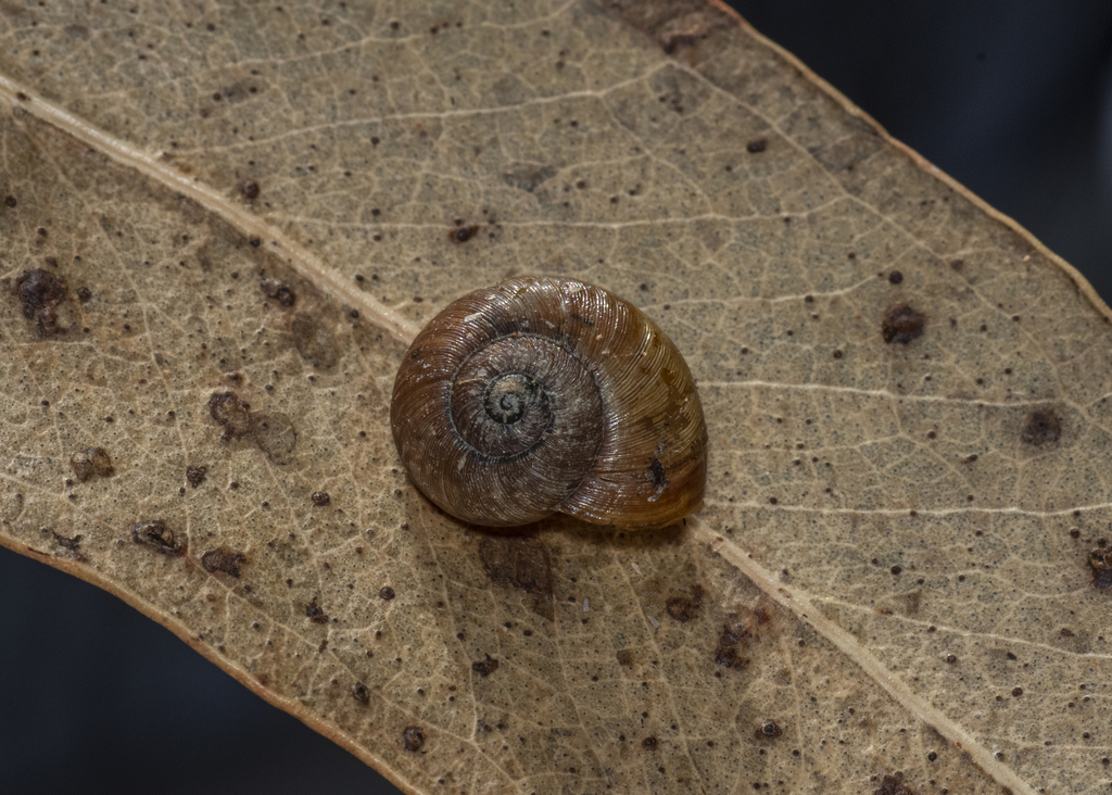 Austrorhytida from Blanket Leaf Picnic area, Lorne, Victoria on March
