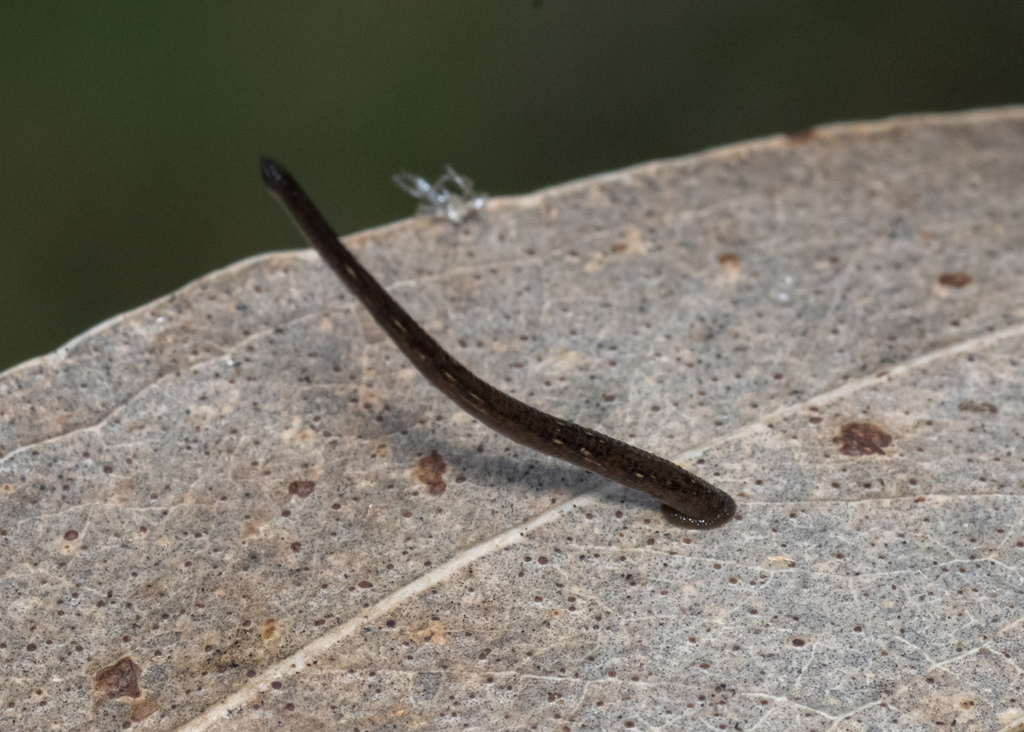 Leeches from Blanket Leaf Picnic area, Lorne, Victoria on March 20