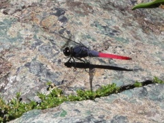 Orthetrum schneideri