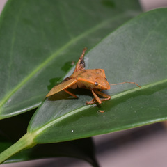 Halyabbas unicolor