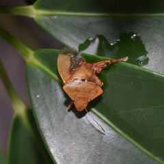 Halyabbas unicolor