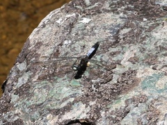Orthetrum borneense