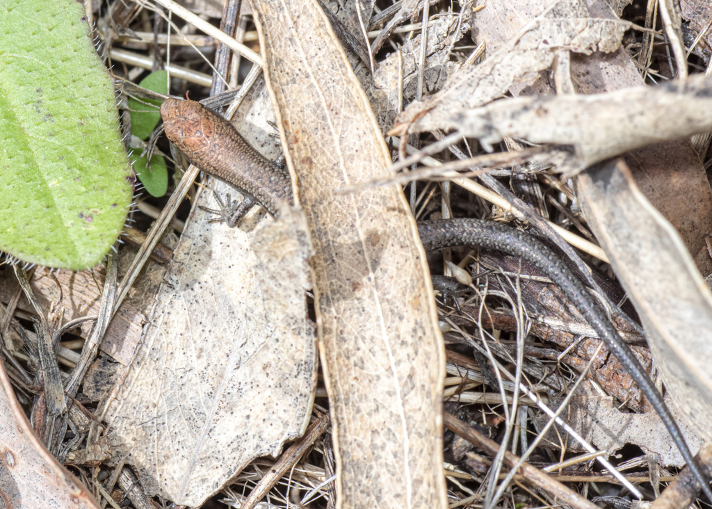 Paleflecked Garden Sunskink from Blanket Leaf Picnic area, Lorne