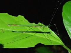 Paranecroscia terminalis