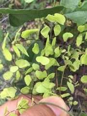 Adiantum tricholepis