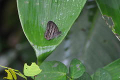 Cissia terrestris