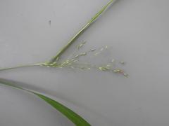 Panicum schinzii