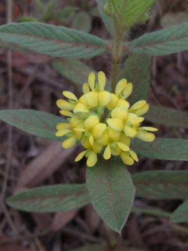 Eriosema glomeratum