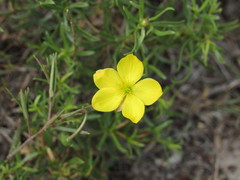 Talinum polygaloides