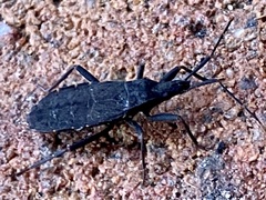 Hyocephalus aprugnus