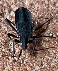 Hyocephalus aprugnus