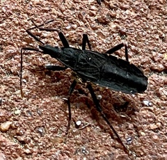 Hyocephalus aprugnus