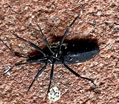 Hyocephalus aprugnus