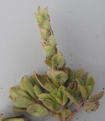 Coleus neochilus