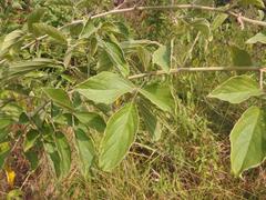 Pseudarthria hookeri hookeri