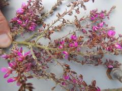 Pseudarthria hookeri hookeri