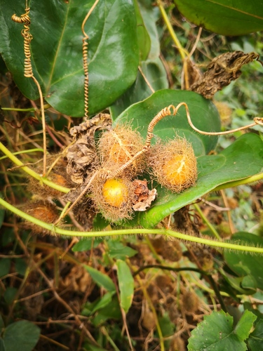 Stinking Passionflower