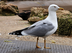 Larus michahellis