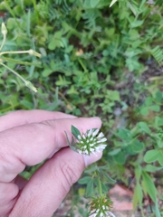 Trifolium squamosum