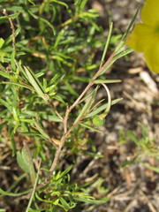 Talinum polygaloides