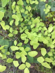 Adiantum tricholepis