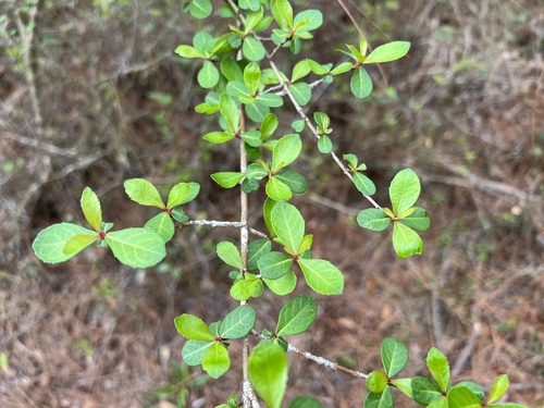 Viburnum image