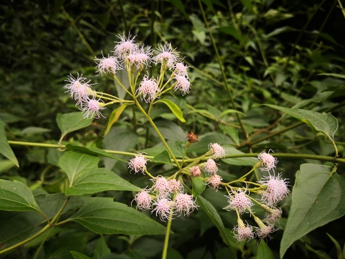 Siam weed