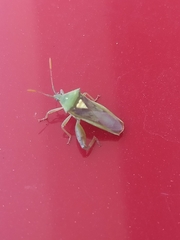 Lycambes varicolor