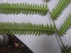 Pteris catoptera