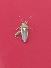 Lycambes varicolor
