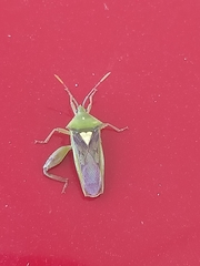 Lycambes varicolor