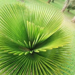 Copernicia macroglossa