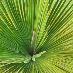 Copernicia macroglossa