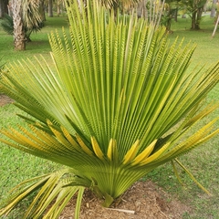 Copernicia macroglossa
