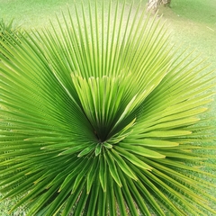 Copernicia macroglossa