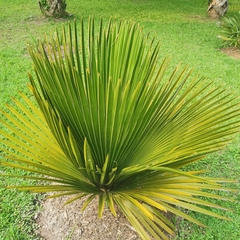 Copernicia macroglossa