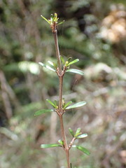 Coprosma cuneata