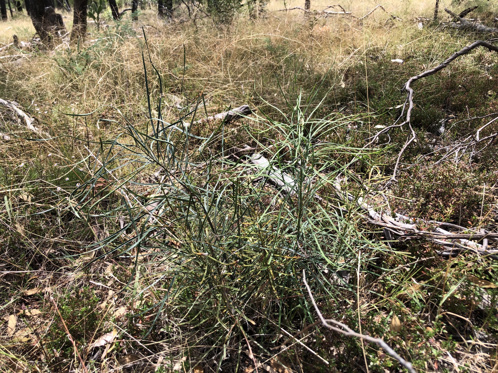 Macrozamia cranei
