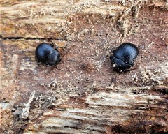 Accanthopus velikensis