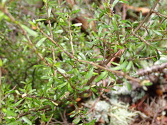 Coprosma cuneata