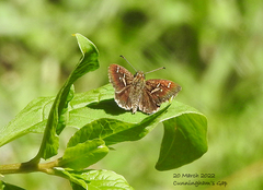 Toxidia parvula