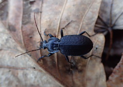 Carabus vinctus